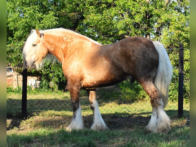 Cob Irlandese / Tinker / Gypsy Vanner Stallone 5 Anni 160 cm Palomino in Csorvás
