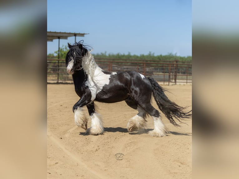 Cob Irlandese / Tinker / Gypsy Vanner Stallone 5 Anni Leopard in Bakersfield