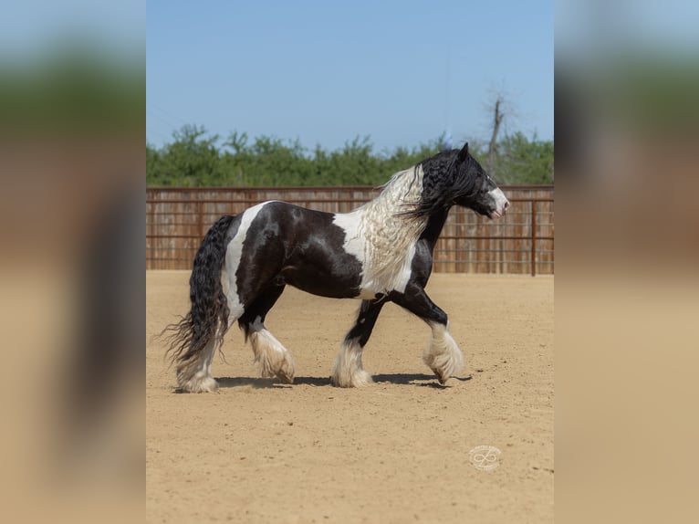Cob Irlandese / Tinker / Gypsy Vanner Stallone 5 Anni Leopard in Bakersfield