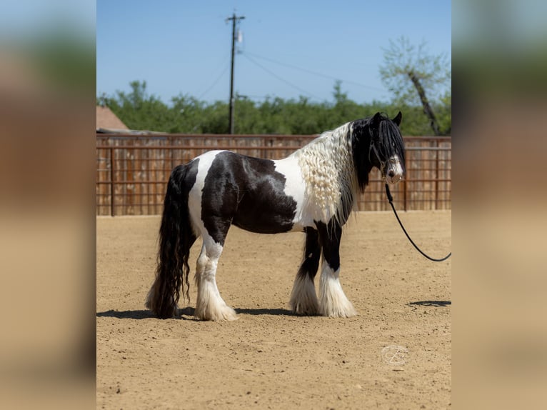 Cob Irlandese / Tinker / Gypsy Vanner Stallone 5 Anni Leopard in Bakersfield