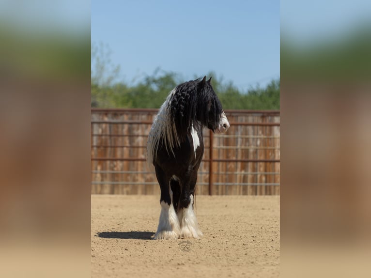Cob Irlandese / Tinker / Gypsy Vanner Stallone 5 Anni Leopard in Bakersfield