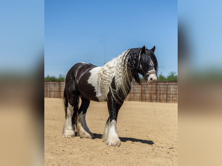 Cob Irlandese / Tinker / Gypsy Vanner Stallone 5 Anni Leopard in Bakersfield