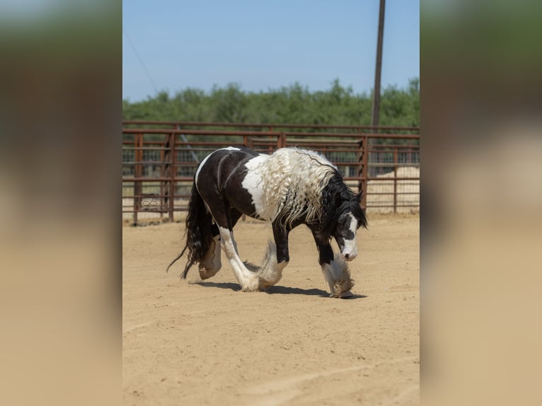 Cob Irlandese / Tinker / Gypsy Vanner Stallone 5 Anni Leopard in Bakersfield