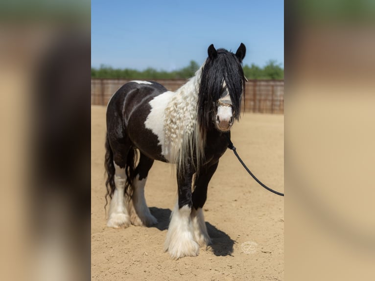 Cob Irlandese / Tinker / Gypsy Vanner Stallone 5 Anni Leopard in Bakersfield