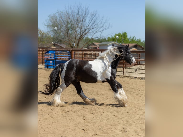 Cob Irlandese / Tinker / Gypsy Vanner Stallone 5 Anni Leopard in Bakersfield