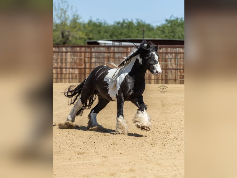 Cob Irlandese / Tinker / Gypsy Vanner Stallone 5 Anni Leopard in Bakersfield