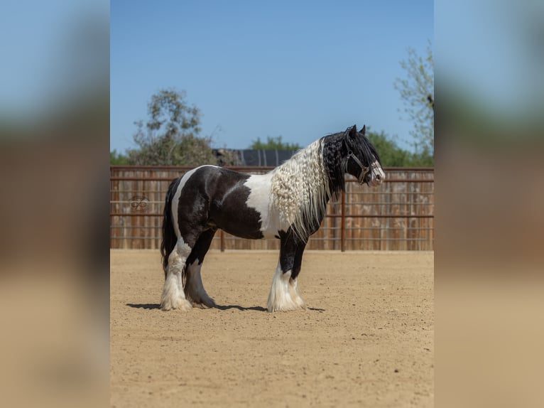 Cob Irlandese / Tinker / Gypsy Vanner Stallone 5 Anni Leopard in Bakersfield