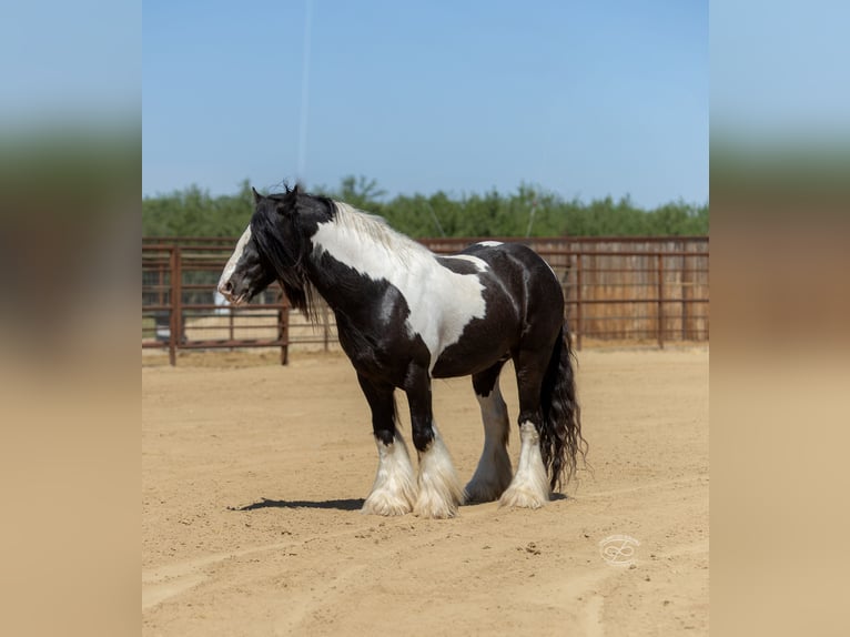Cob Irlandese / Tinker / Gypsy Vanner Stallone 5 Anni Leopard in Bakersfield