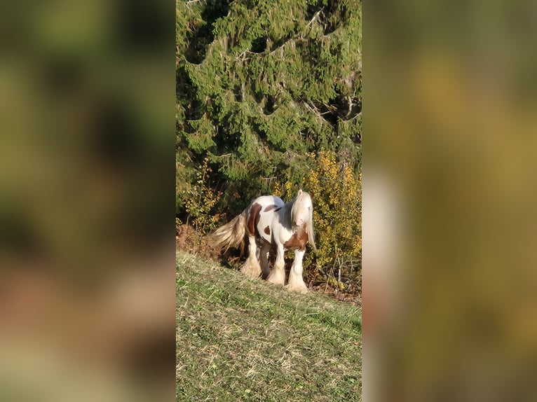 Cob Irlandese / Tinker / Gypsy Vanner Stallone 6 Anni 125 cm Pezzato in St. Gallen