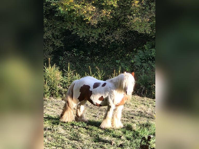 Cob Irlandese / Tinker / Gypsy Vanner Stallone 6 Anni 125 cm Pezzato in St. Gallen