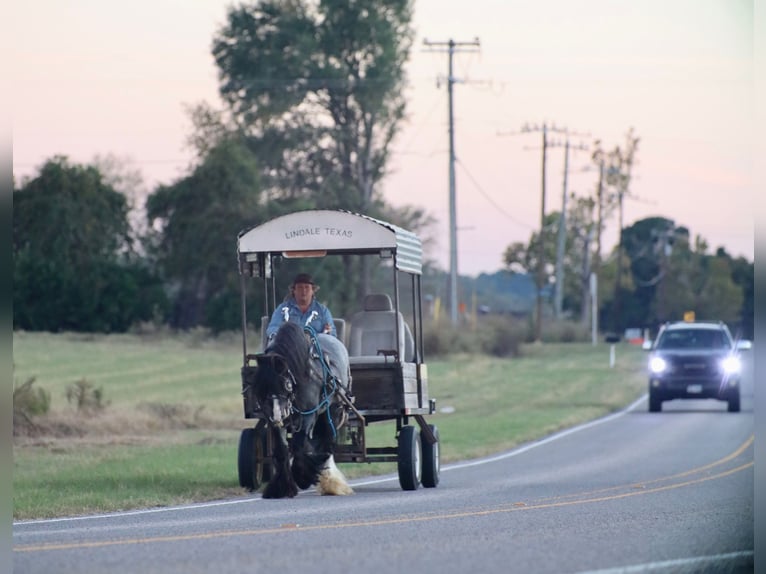 Cob Irlandese / Tinker / Gypsy Vanner Stallone 6 Anni 150 cm Roano blu in Grand Saline