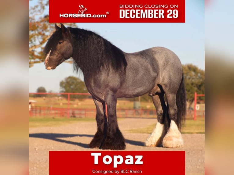 Cob Irlandese / Tinker / Gypsy Vanner Stallone 6 Anni 150 cm Roano blu in Grand Saline