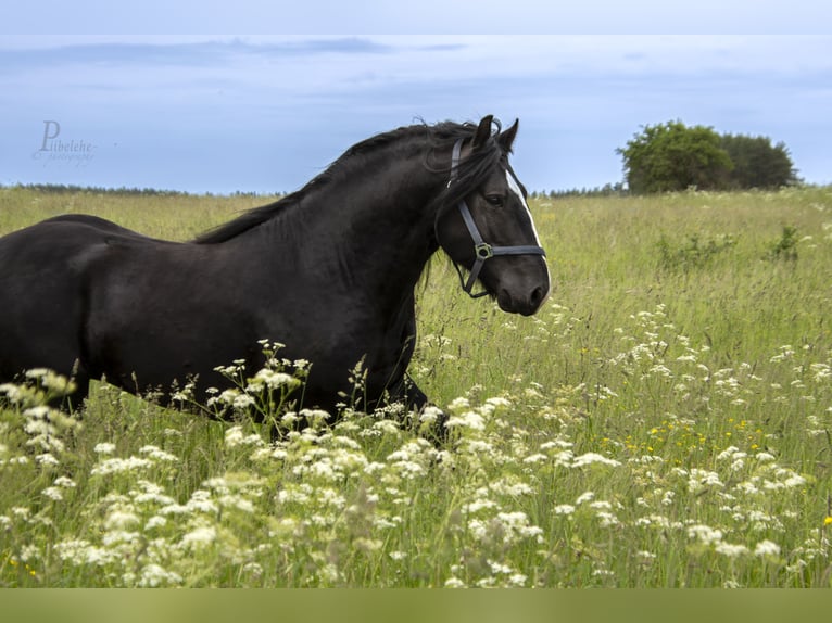 Cob Irlandese / Tinker / Gypsy Vanner Stallone 6 Anni 153 cm Morello in kohila