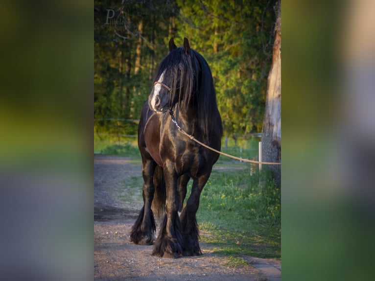 Cob Irlandese / Tinker / Gypsy Vanner Stallone 6 Anni 153 cm Morello in kohila