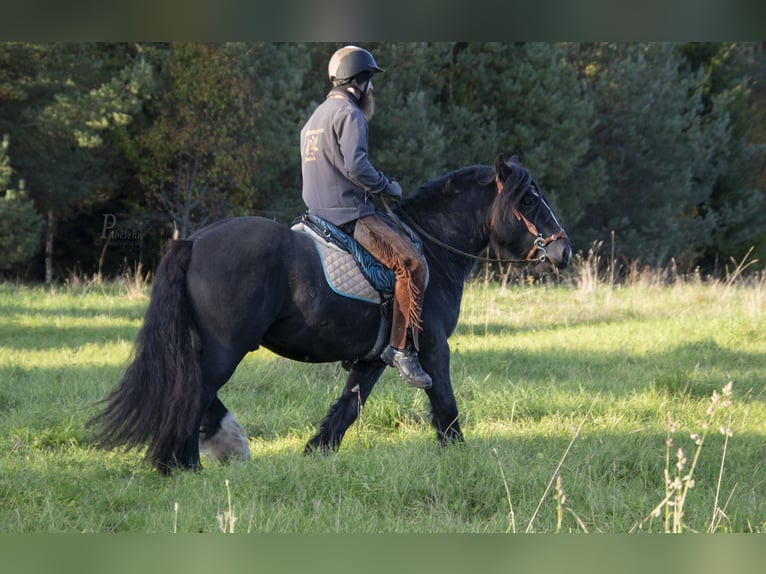 Cob Irlandese / Tinker / Gypsy Vanner Stallone 6 Anni 153 cm Morello in kohila