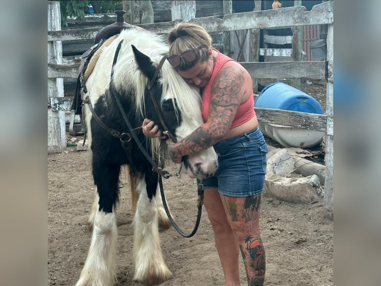 Cob Irlandese / Tinker / Gypsy Vanner Stallone 6 Anni Bianco in Houston