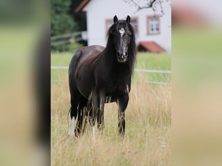 Cob Irlandese / Tinker / Gypsy Vanner Mix Stallone 7 Anni 128 cm Morello in Freiamt