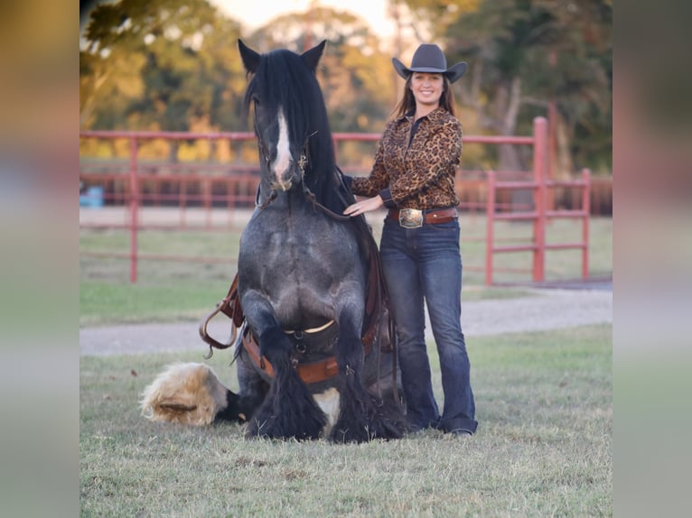 Cob Irlandese / Tinker / Gypsy Vanner Stallone 7 Anni 150 cm Roano blu in Grand Saline