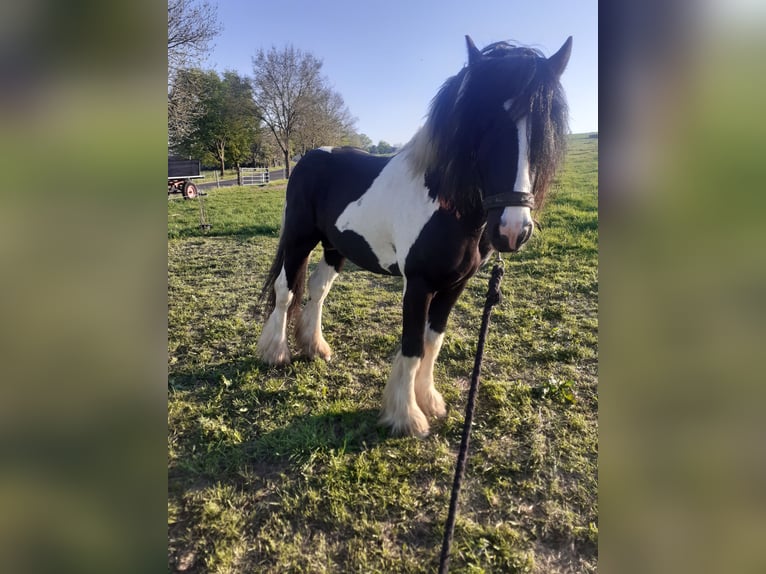 Cob Irlandese / Tinker / Gypsy Vanner Stallone 9 Anni 156 cm Pezzato in Bad Münstereifel