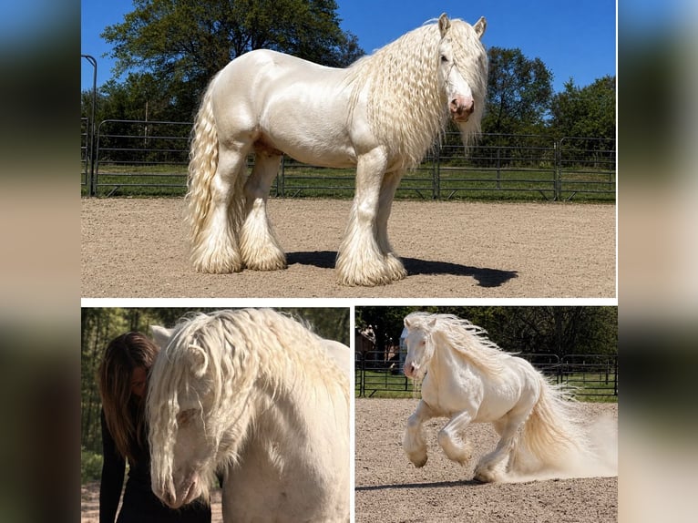 Cob Irlandese / Tinker / Gypsy Vanner Stallone Cremello in BOGATA