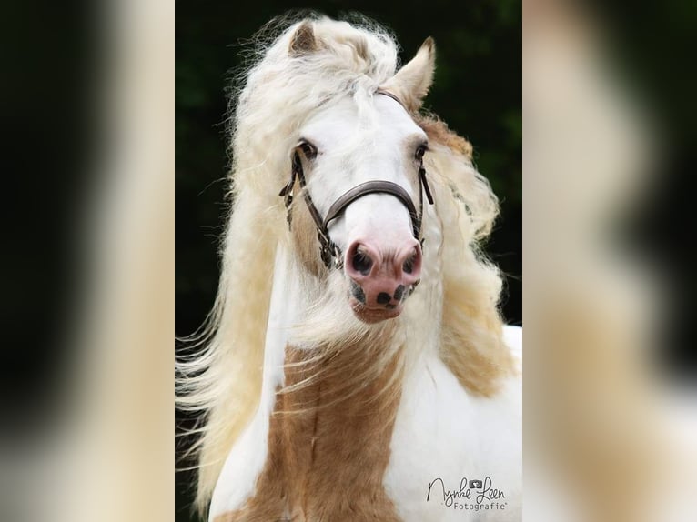 Cob Irlandese / Tinker / Gypsy Vanner Stallone Falbo in Ruinen