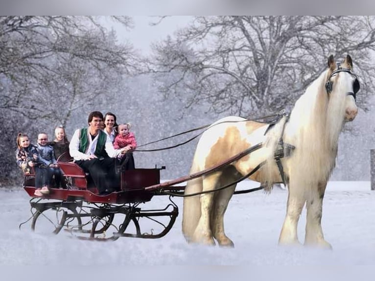 Cob Irlandese / Tinker / Gypsy Vanner Stallone Falbo in Ruinen
