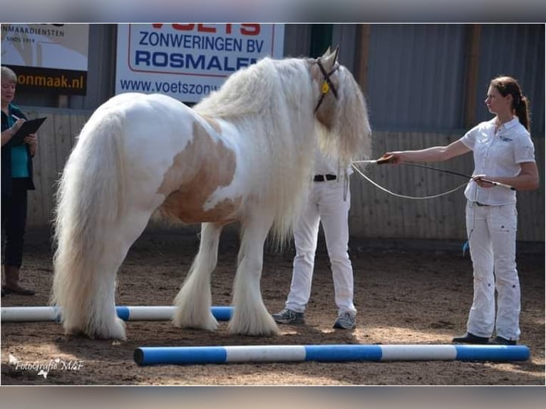 Cob Irlandese / Tinker / Gypsy Vanner Stallone Falbo in Ruinen