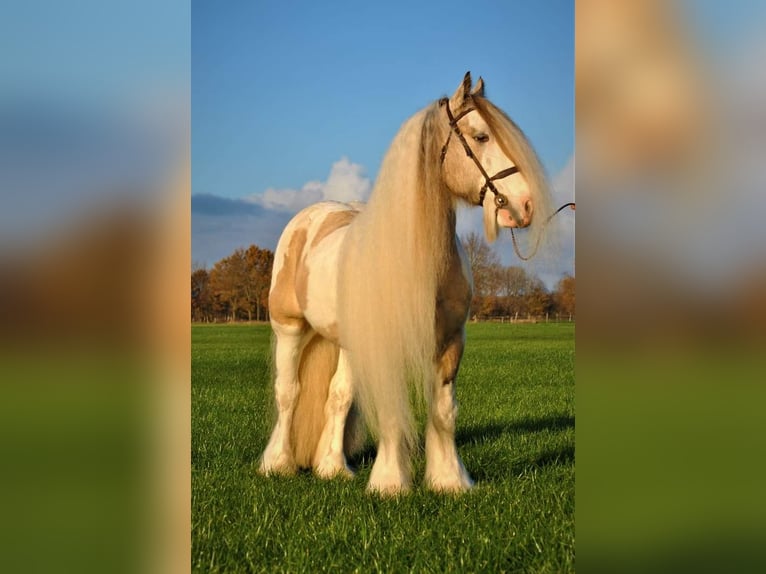 Cob Irlandese / Tinker / Gypsy Vanner Stallone Falbo in Ruinen