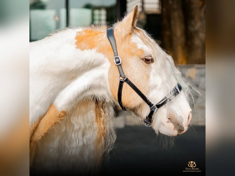 Cob Irlandese / Tinker / Gypsy Vanner Stallone Falbo in Ruinen