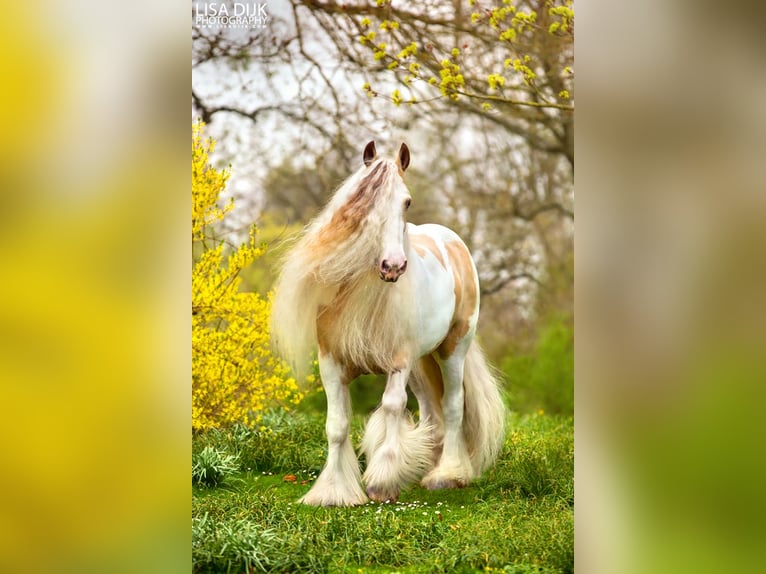 Cob Irlandese / Tinker / Gypsy Vanner Stallone Falbo in Ruinen