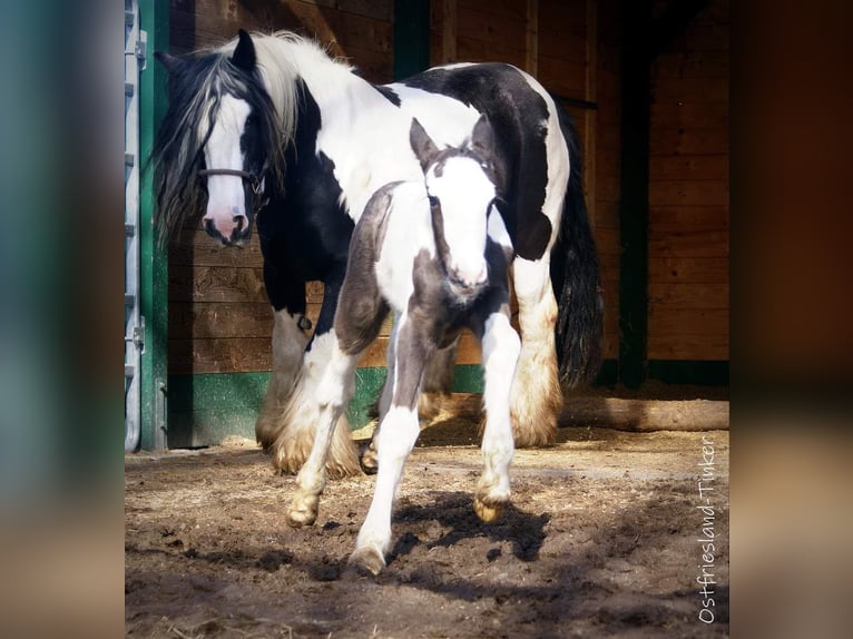 Cob Irlandese / Tinker / Gypsy Vanner Stallone Leopard in Großefehn Ostgroßefehn