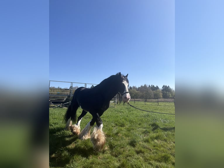 Cob Irlandese / Tinker / Gypsy Vanner Stallone Morello in Gnarrenburg