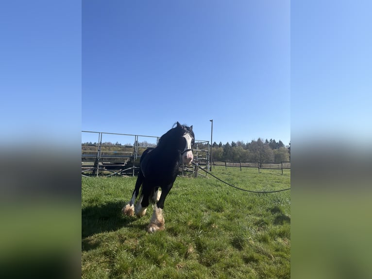 Cob Irlandese / Tinker / Gypsy Vanner Stallone Morello in Gnarrenburg