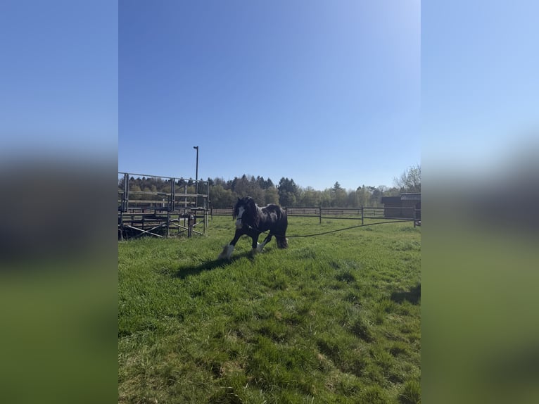 Cob Irlandese / Tinker / Gypsy Vanner Stallone Morello in Gnarrenburg