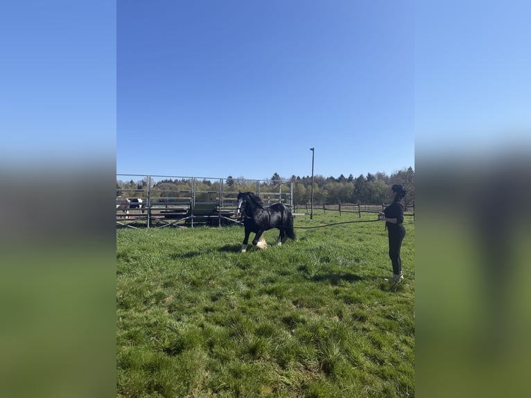 Cob Irlandese / Tinker / Gypsy Vanner Stallone Morello in Gnarrenburg