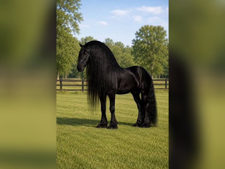 Cob Irlandese / Tinker / Gypsy Vanner Stallone Morello in San Jose