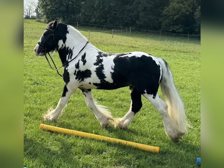 Cob Irlandese / Tinker / Gypsy Vanner Stallone Pezzato in Thannhausen