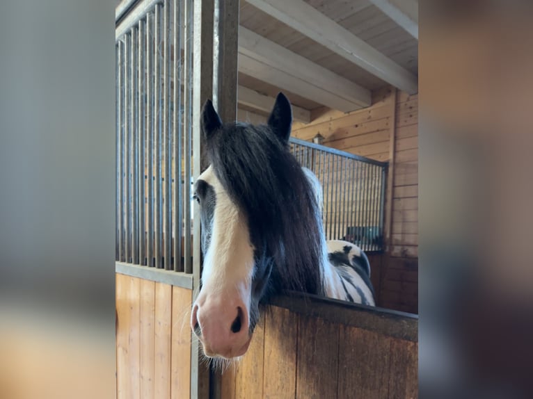 Cob Irlandese / Tinker / Gypsy Vanner Stallone Pezzato in Thannhausen