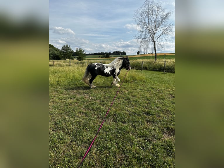 Cob Irlandese / Tinker / Gypsy Vanner Stallone Pezzato in Thannhausen