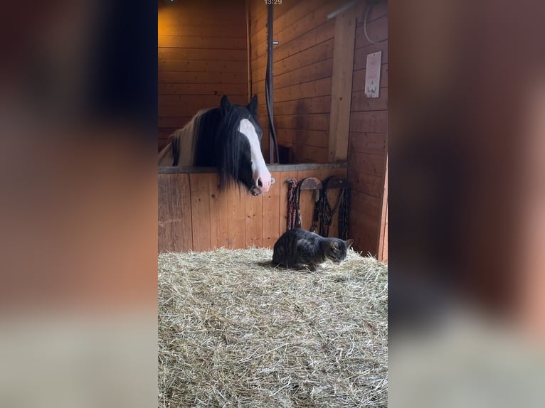 Cob Irlandese / Tinker / Gypsy Vanner Stallone Pezzato in Thannhausen