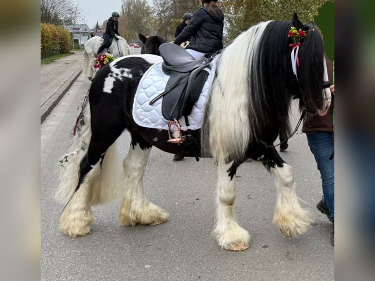 Cob Irlandese / Tinker / Gypsy Vanner Stallone Pezzato in Thannhausen