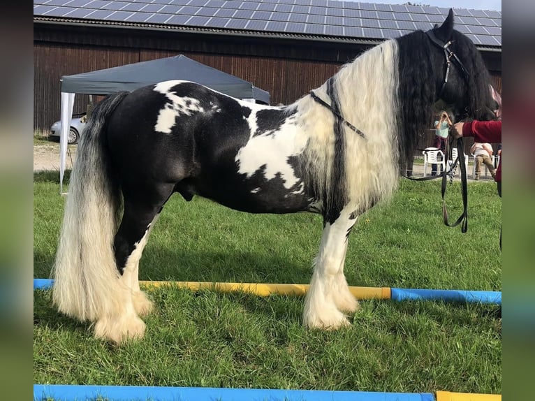 Cob Irlandese / Tinker / Gypsy Vanner Stallone Pezzato in Thannhausen