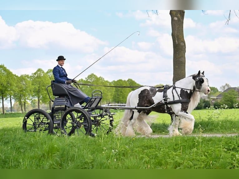 Cob Irlandese / Tinker / Gypsy Vanner Stallone Pezzato in Rheinfelden