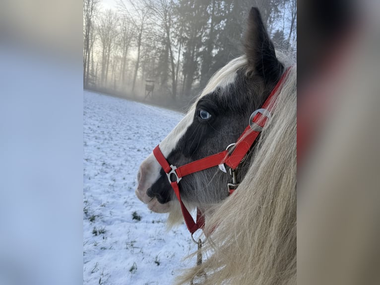 Cob Irlandese / Tinker / Gypsy Vanner Stallone Pezzato in Rheinfelden
