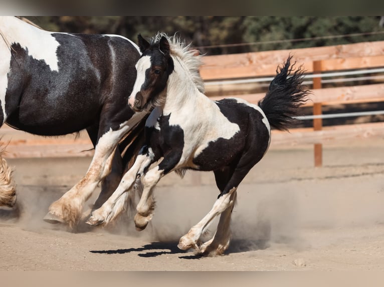 Cob Irlandese / Tinker / Gypsy Vanner Stallone Puledri (04/2025) 104 cm Pezzato in Grass Valley