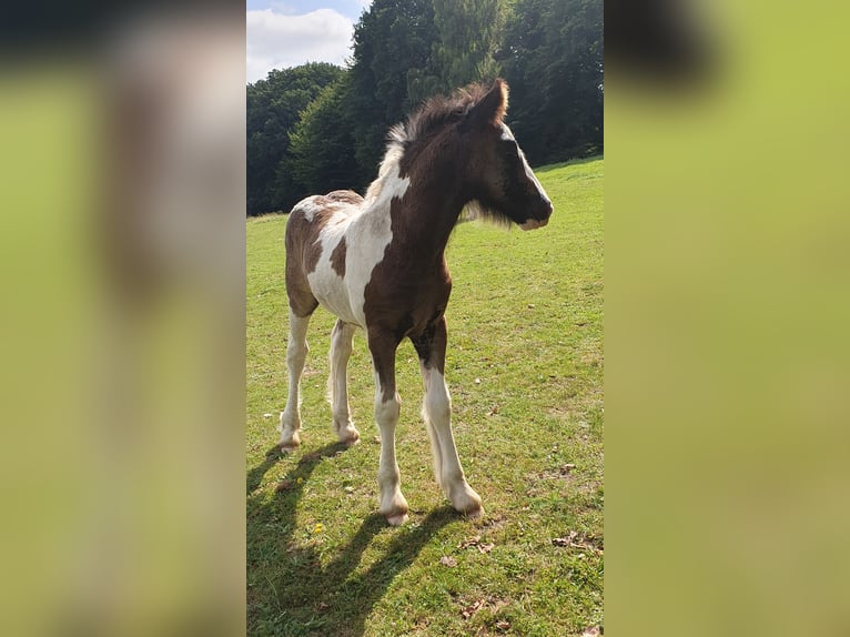 Cob Irlandese / Tinker / Gypsy Vanner Stallone Puledri (07/2025) 125 cm Pezzato in Tangeln