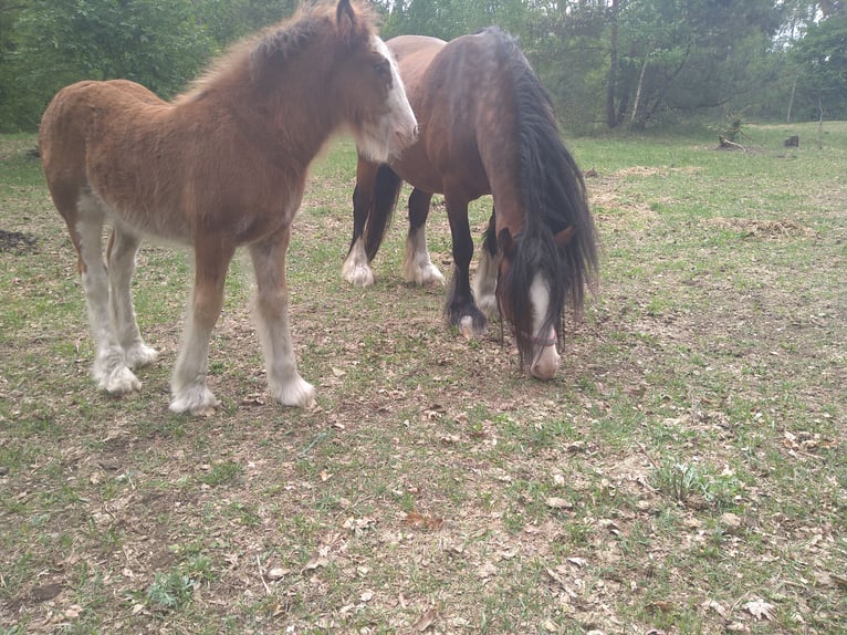 Cob Irlandese / Tinker / Gypsy Vanner Stallone  143 cm Pezzato in Liebenwalde