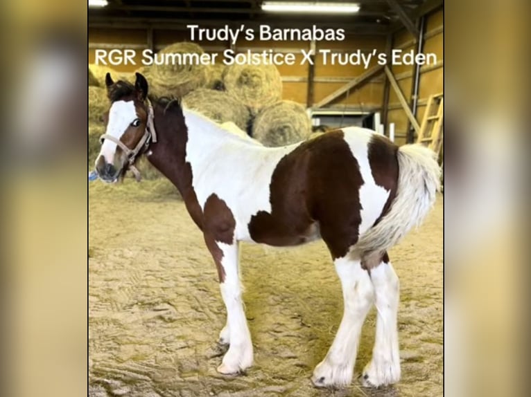 Cob Irlandese / Tinker / Gypsy Vanner Stallone Puledri (05/2025) 152 cm Baio ciliegia in South Lyon