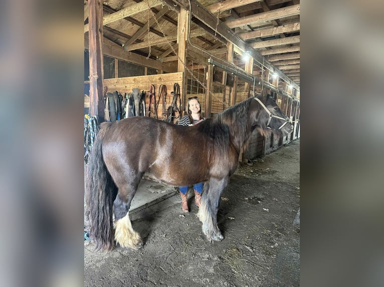 Cob Irlandese / Tinker / Gypsy Vanner Stallone Puledri (05/2025) 152 cm Baio ciliegia in South Lyon