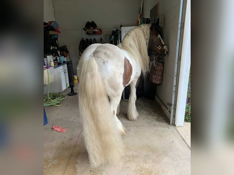 Cob Irlandese / Tinker / Gypsy Vanner Stallone Puledri (05/2025) 152 cm Baio ciliegia in South Lyon